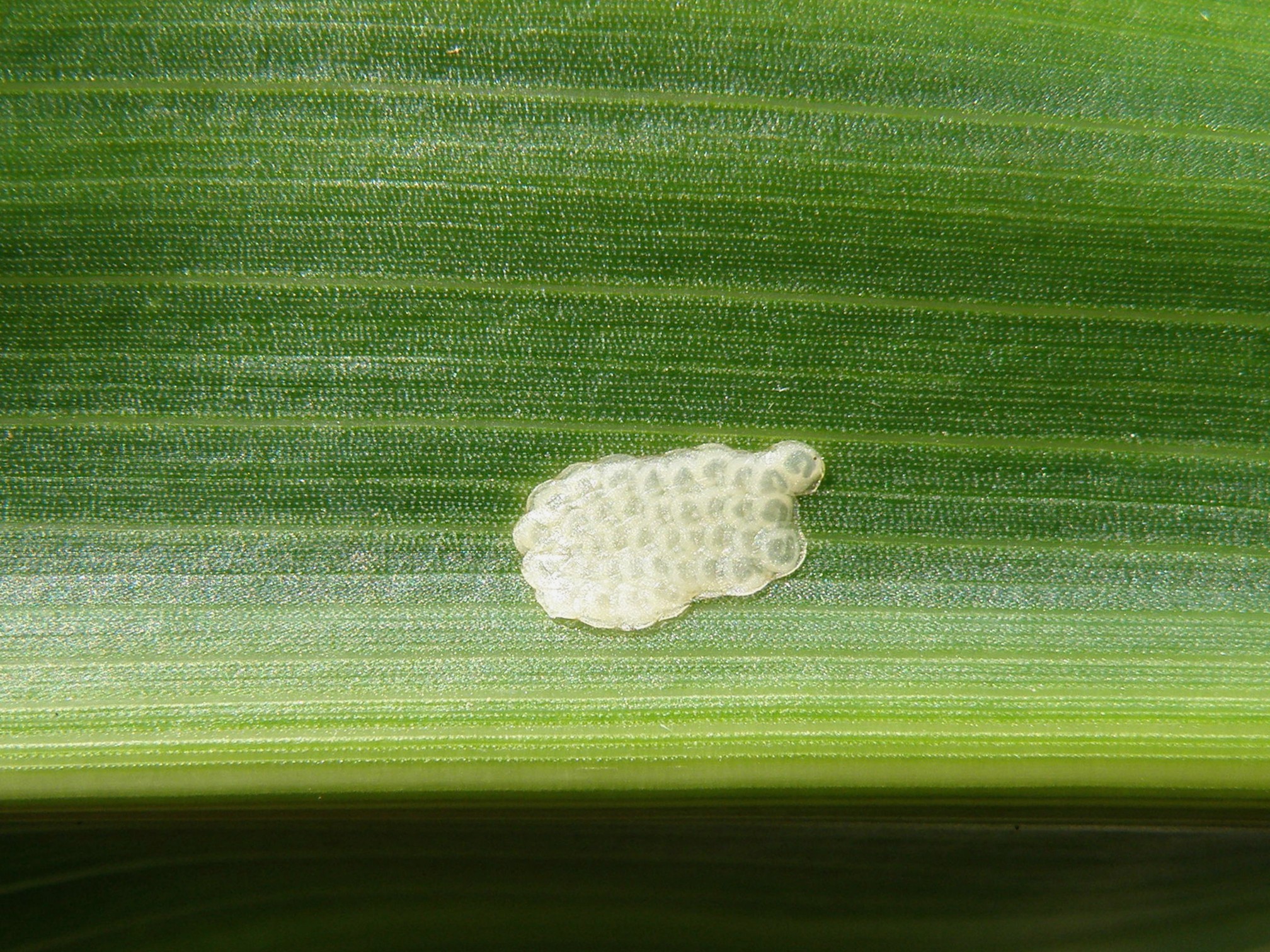 adv86162_2 Eigelege an der Unterseite eines Maisblattes